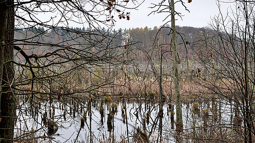 Foto zum Thema Forstwirtschaft und Klimawandel: Zu sehen ist das Hochmoor Lieper Posse, das erfolgreich renaturiert wurde.